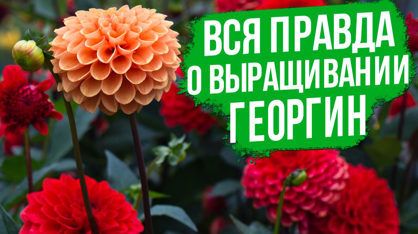 ТРЕНДОВЫЕ цветы у флористов! Почему именно георгины? смотреть онлайн