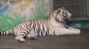 Бенгальский тигр Кови в своей комнате 05.02.2026