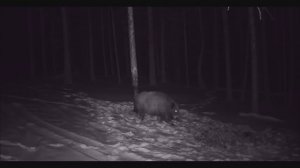 КАМЕРА В ЛЕСУ ДИКИЕ ЗВЕРИ