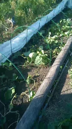 Всем привет вот такая ситуация на 31 августа с нашими дыньками и арбузиками под термоукрывным мат...