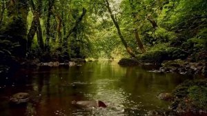 Шум лесного потока, нежная птица в песне, успокаивающие звуки природы