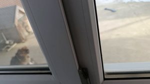 Наши собачки