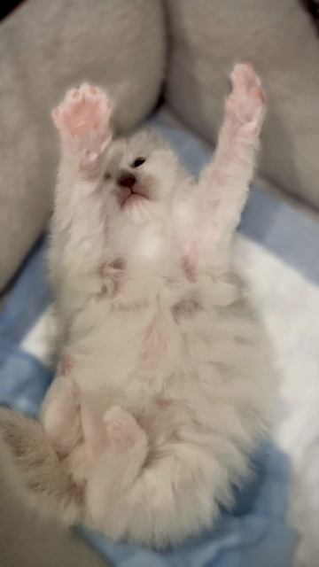 Котята породы Рэгдолл🧸😍