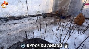 Куры зимой очень счастливы 🤗❄️⛄ (27)