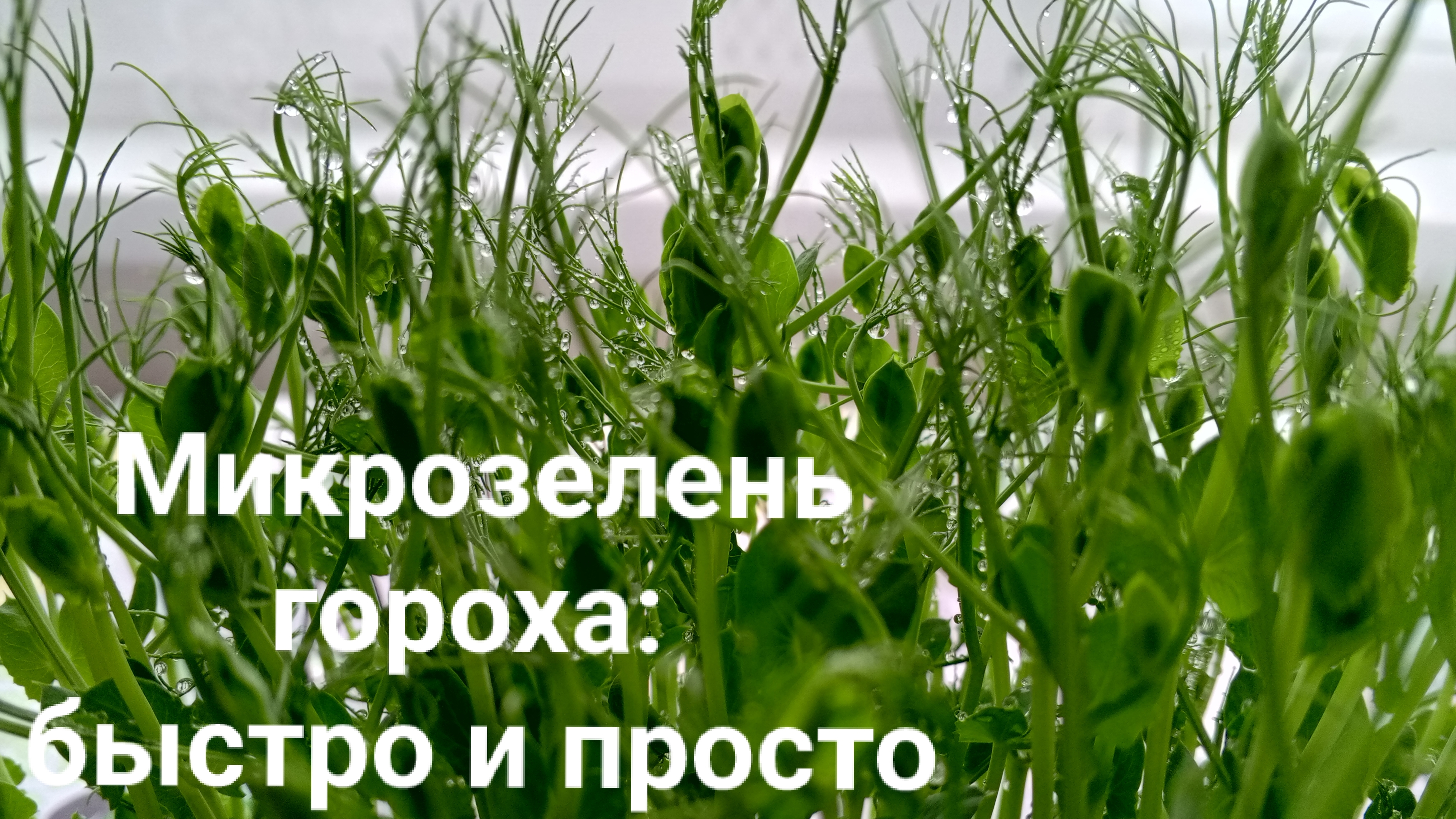 Выращиваем микрозелень гороха за 10 дней