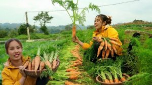 Собираю морковь на продажу. Маниока для свиней. Жизнь Дуонг