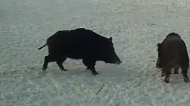 кабаньи разборки