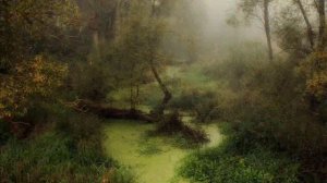 Беловежская Пуща