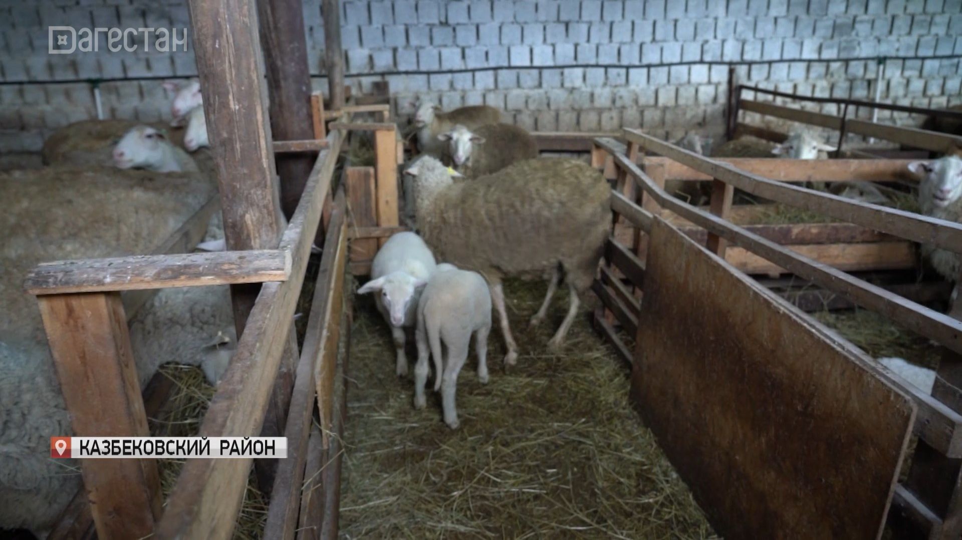 Окот - ответственная пора для фермеров смотреть онлайн