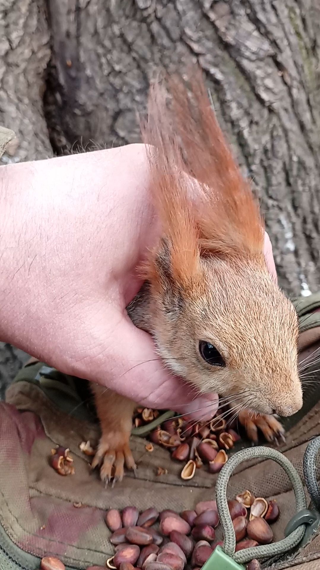 Очень ласковая белка. Апрель 2023