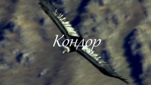 Кондор