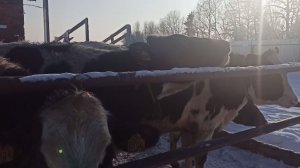 Рекордсмены надоев: как выращивают лучших коров области в Грязовецком округе