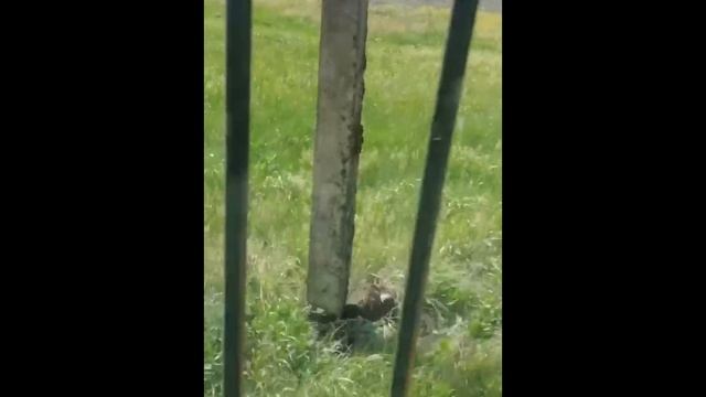 Корчеватель Крокодил