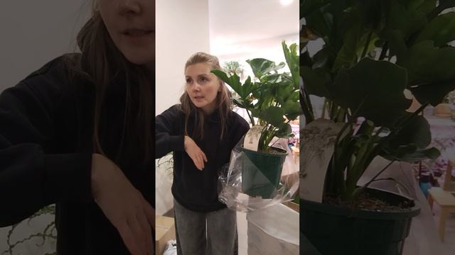 Новые растения 05.02.26 — Филодендрон Селло, Фикусы Лирата, Стрелиция, пальмочки