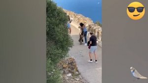 Смешные домашние животные