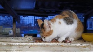 Ушастика пришла в гости кушать