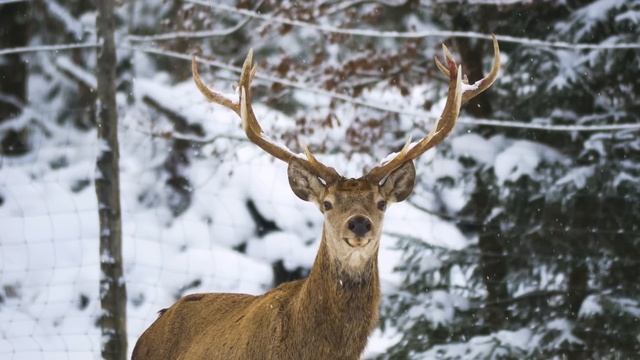 Самые красивые деревни Великобритании в снежную бурю. Зима в сельской местности Великобритании Самые красивые деревни Великобритании в снежную бурю. Зима в сельской местности Великобритании
