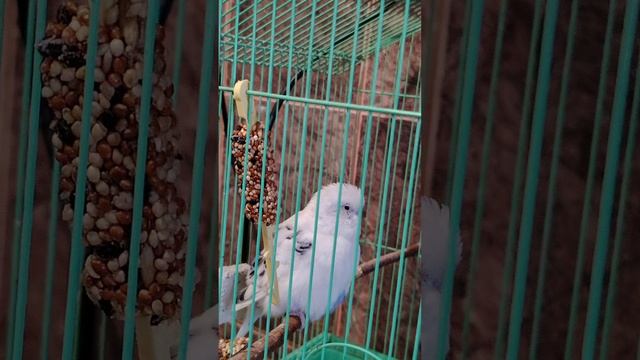 Мой любимый Молчун 🥰