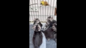 Котята питомника кошек  АЛЕКС КЭТС