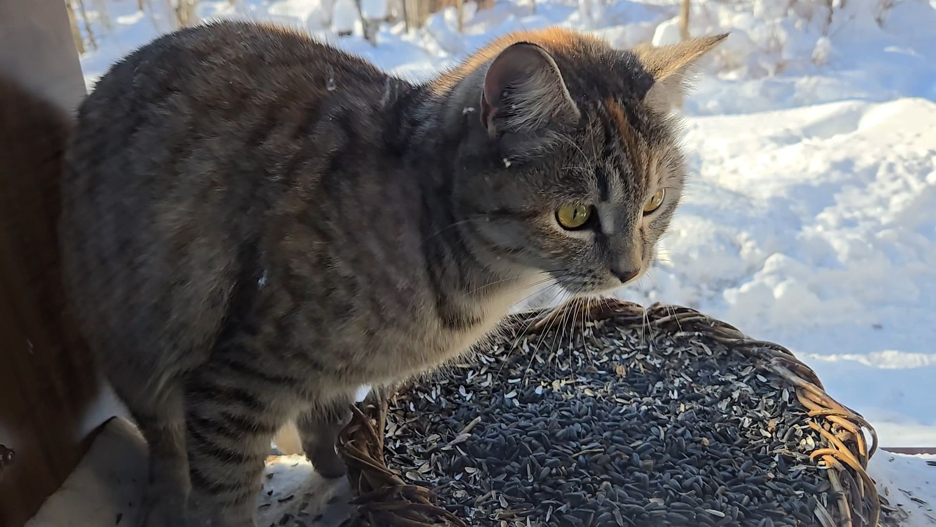 Довольные собаки, серая плутовка и ледяная водичка