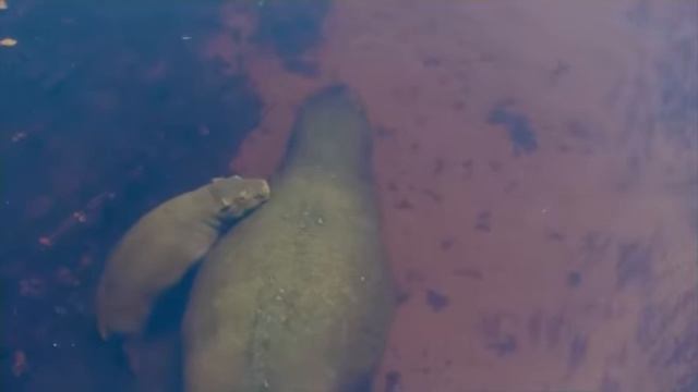 Мать против хищника 😏✊ смотреть онлайн