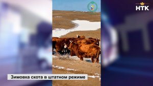 Свыше 440 тысяч условных голов КРС зимуют в республике