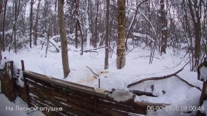 LIVE: На лесной опушке. Природа онлайн