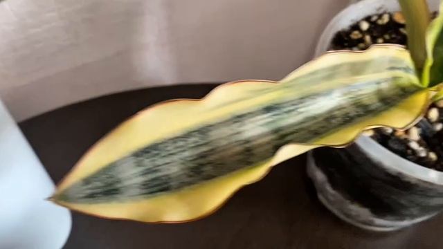 10 Сансевиерий Кирки, моя коллекция