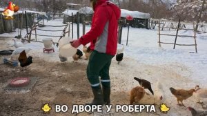 Содержание кур в домашних условиях и других птиц во дворе у Роберта 🐣🐤🦆🐔🪿🦃 (410)