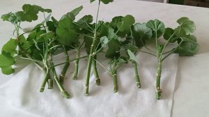 Готовим пеларгонию, герань к весне