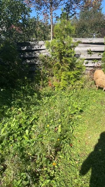 Лучшие газонокосилки