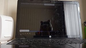 реакция на домерка