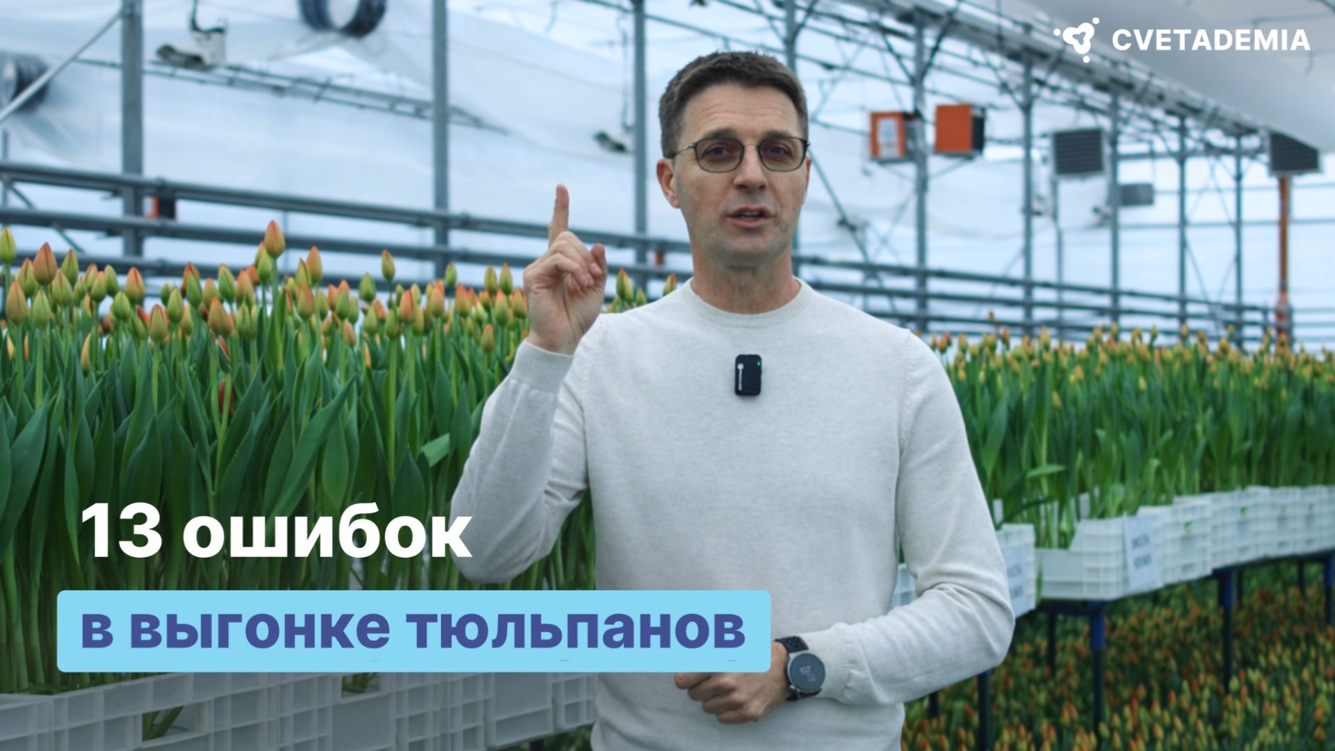 Почему тюльпаны могут не зацвести? Рекомендации для выхода тюльпанов от 90% смотреть онлайн