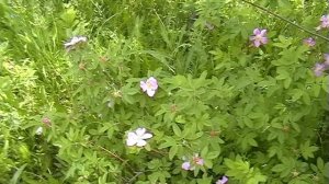 Травы, птицы и мухи.