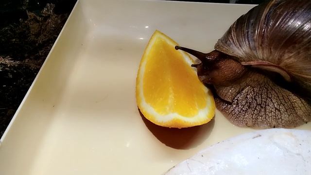 1000001099.mp4 смотреть онлайн