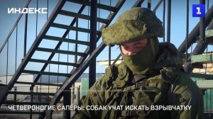 Четвероногие сапёры: собак учат искать взрывчатку