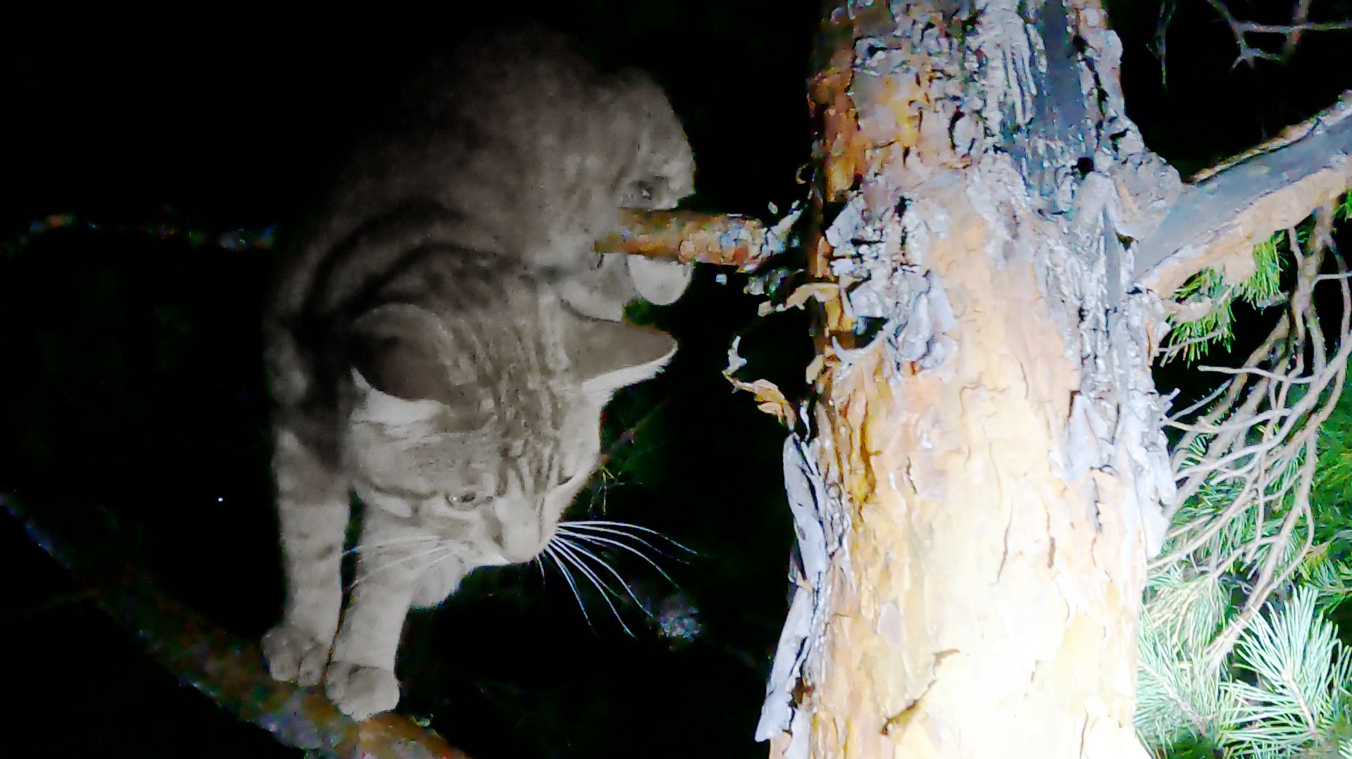 Ночной Зефир Ночной Зефир