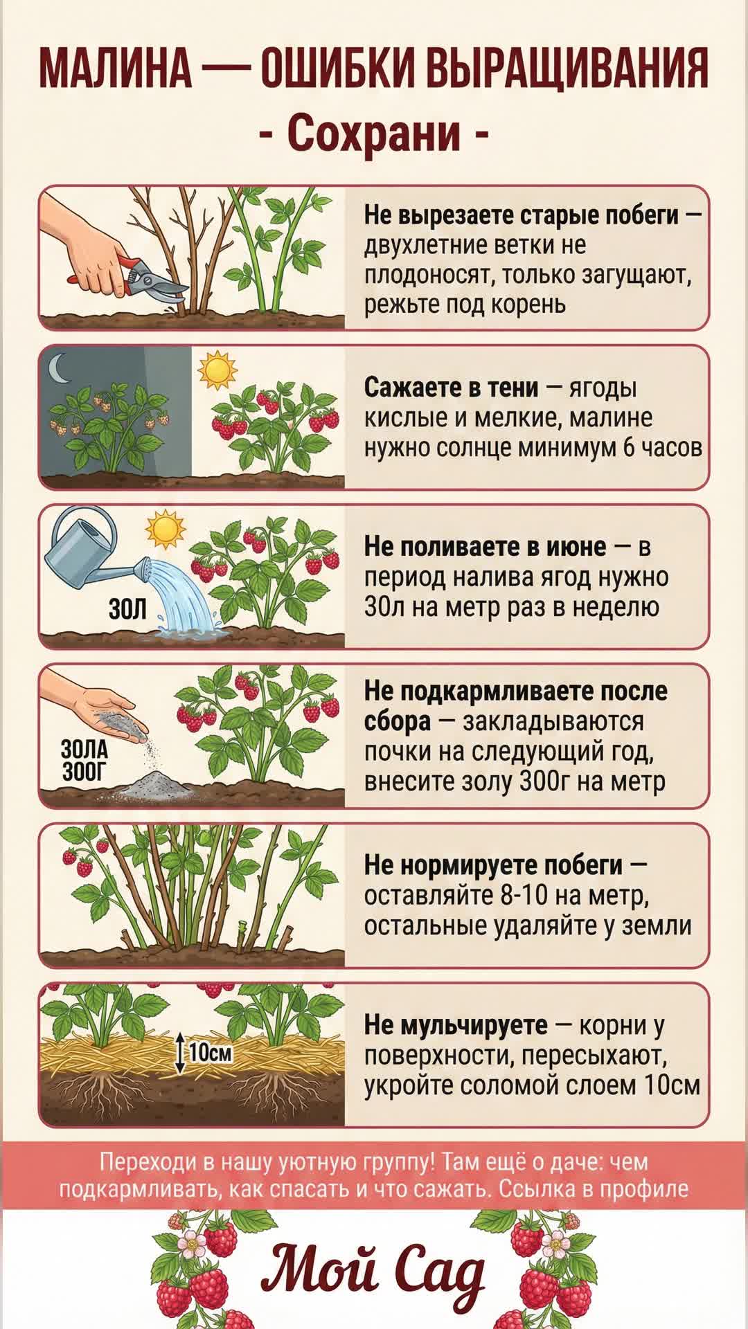 Ошибки при выращивании малины