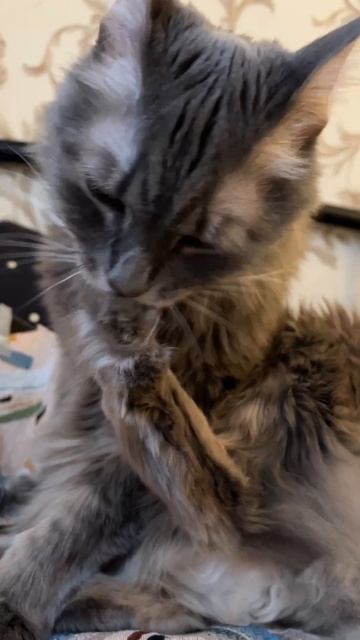 Ребенок. #Ногти. #Кот. #Уходзаногтями. #Котики.