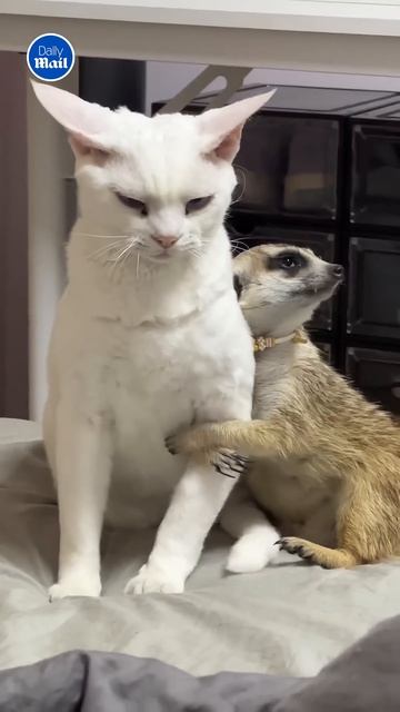 Ласковые объятия суриката с кошкой смотреть онлайн