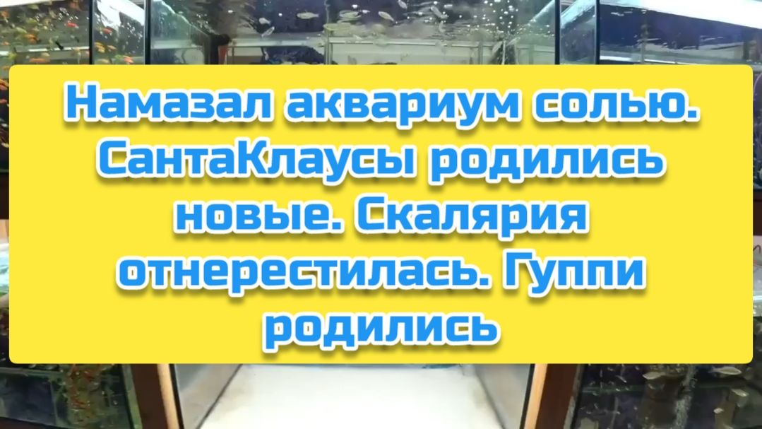 Намазал аквариум солью. СантаКлаусы родились новые. Скалярия отнерестилась. Гуппи родились