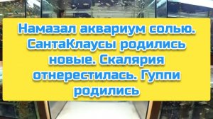 Намазал аквариум солью. СантаКлаусы родились новые. Скалярия отнерестилась. Гуппи родились