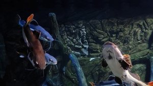 Сом Краснохвостый, или сом-плоскоголовик. Скат-хвостокол Леопольди. Змееголов. Океанариум РИО