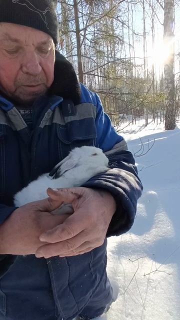 Поймали зайца на кирпич! #батя