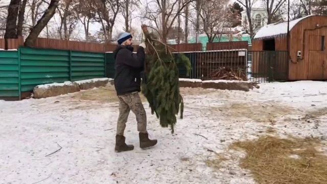 🌲 Такинам и зубрам подарили сосны!