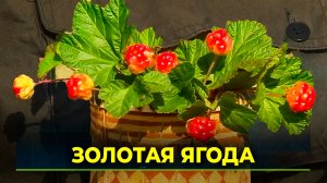 Популярность морошки на Ямале растет