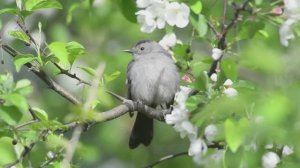 Звук природы. Птицы. Пение птицы Крапивник в лесу у ручья
