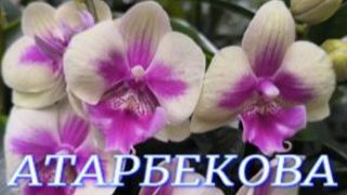 №1164/ СВЕЖИЕ, разнообразные ОРХИДЕИ в с/ц на АТАРБЕКОВА смотреть онлайн