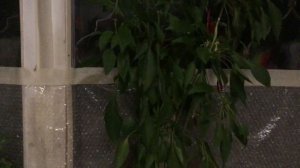 игра в прятки