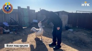 В Калмыкии спасли краснокнижного пеликана